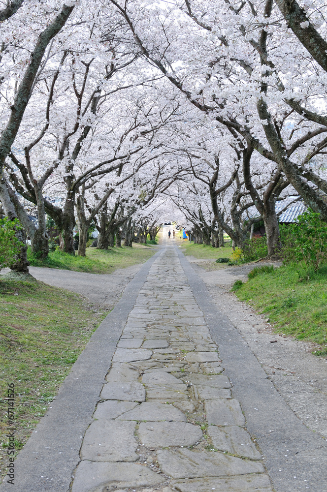 桜のアーチ