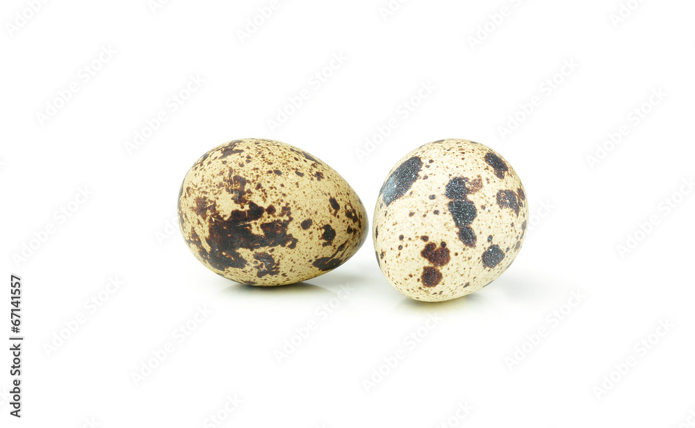 quail egg isolated over white quail egg isolated over white