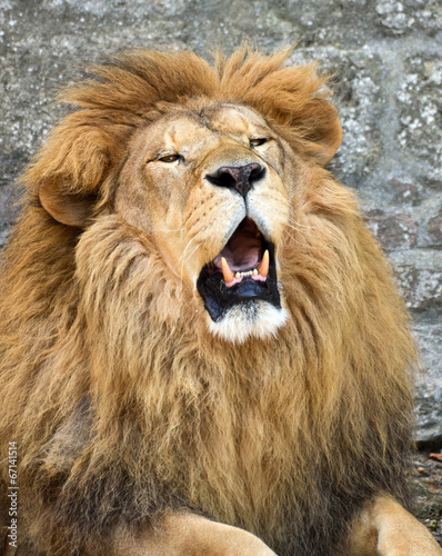 Fototapeta Naklejka Na Ścianę i Meble -  Angry African lion