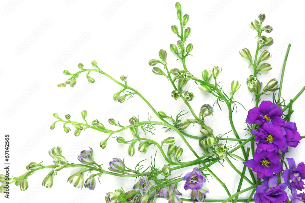 custom made wallpaper toronto digitalBeautiful wild flowers close up