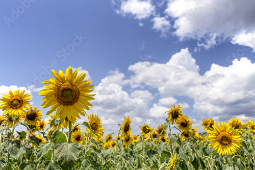 Sunflowers in the field