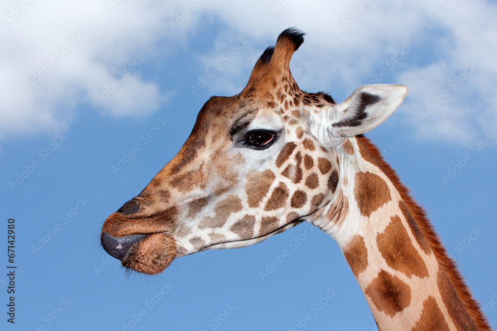 Portrait of a giraffe against a blue sky Portrait of a giraffe against a blue sky