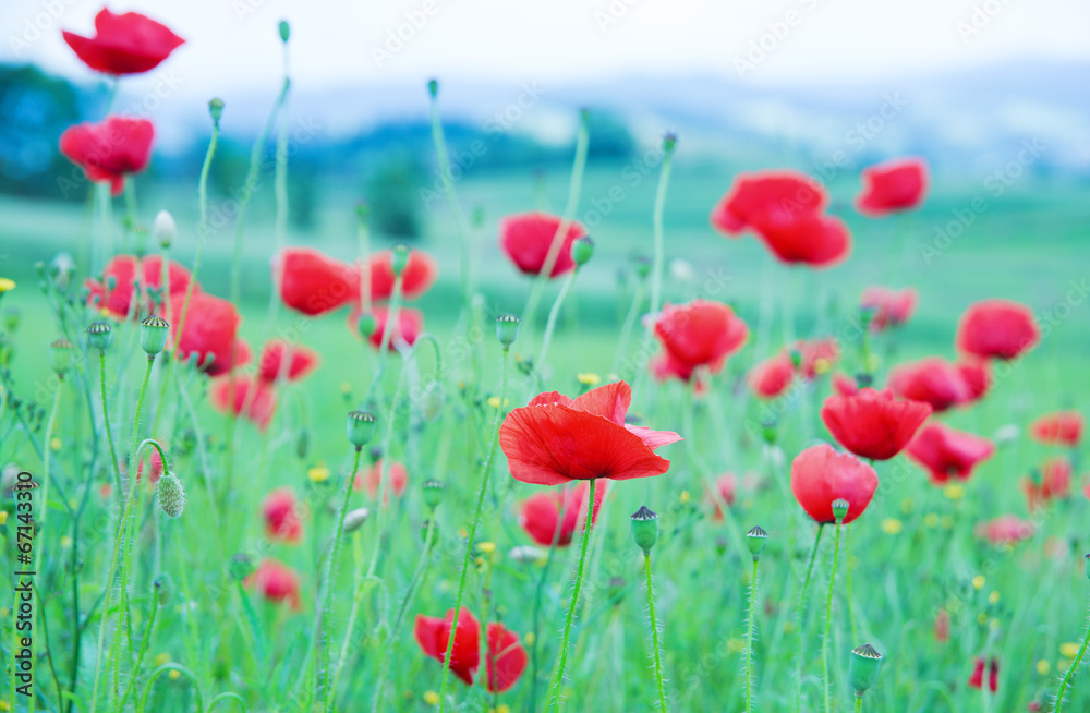 Obraz premium field of red poppies