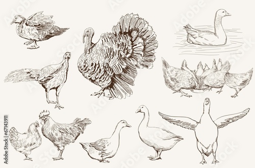 aviculture