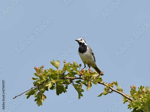 White Wagtail (Motacilla alba)