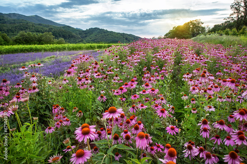 Fototapeta Naklejka Na Ścianę i Meble -  Echinacea and lavender field