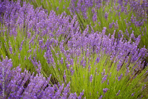 Fototapeta Naklejka Na Ścianę i Meble -  Lavander flowers