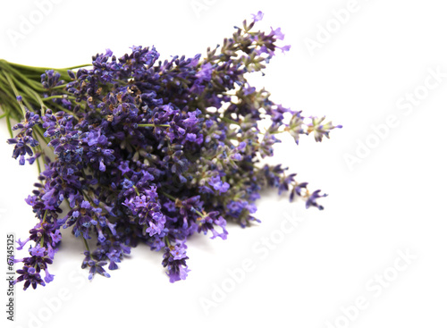 bunch of lavender flowers