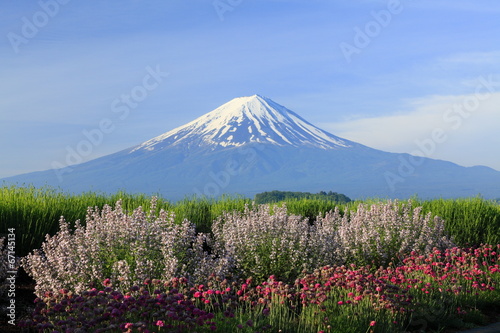 富士と５月の花