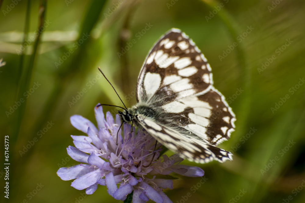Obraz premium Schmetterling auf Blüte