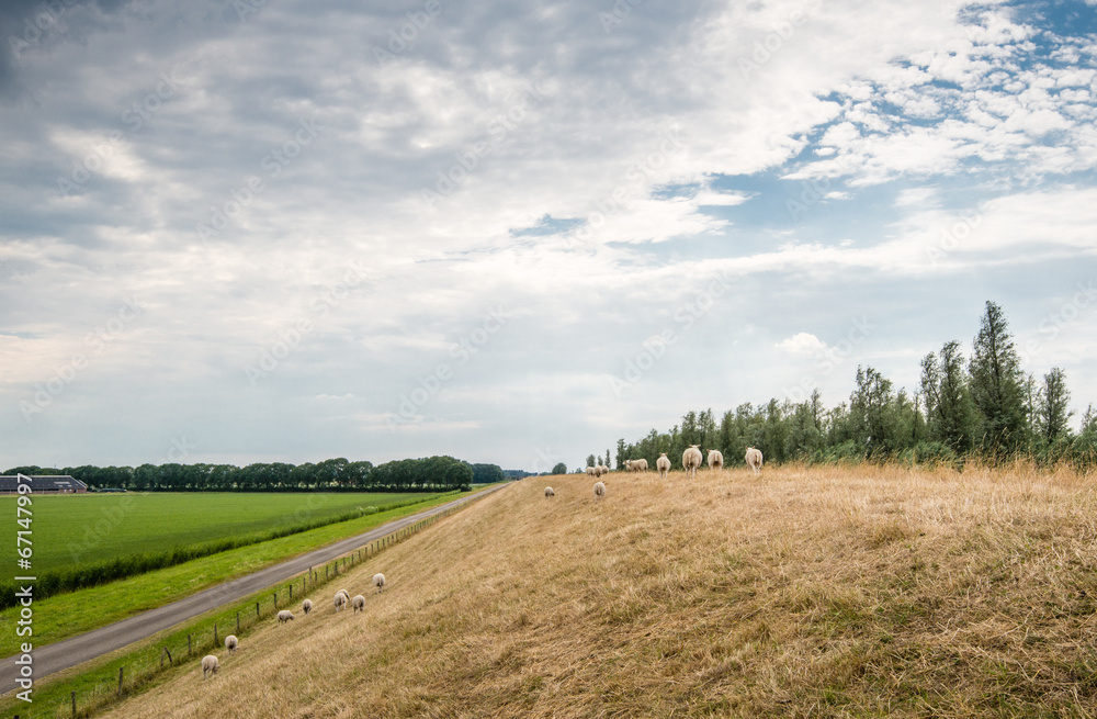Fototapeta premium Sheep walking away