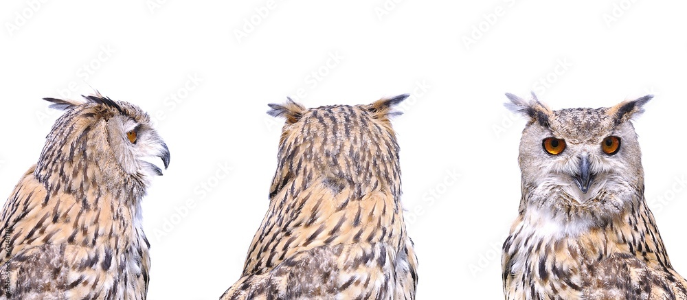 Fototapeta premium Isolated eagle owl.