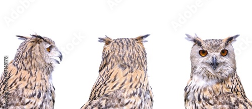 Isolated eagle owl.