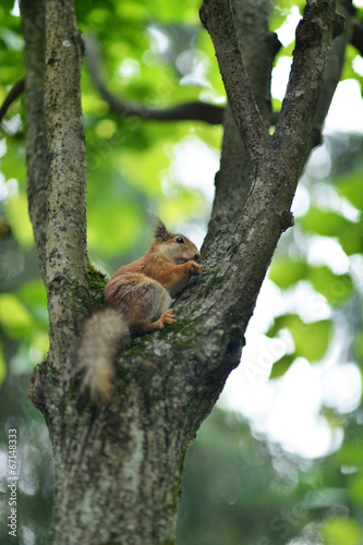 Funny Red Squirrel