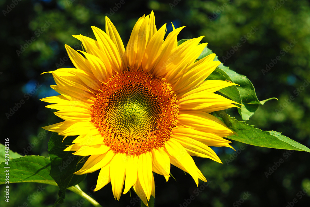 Obraz premium Girasole