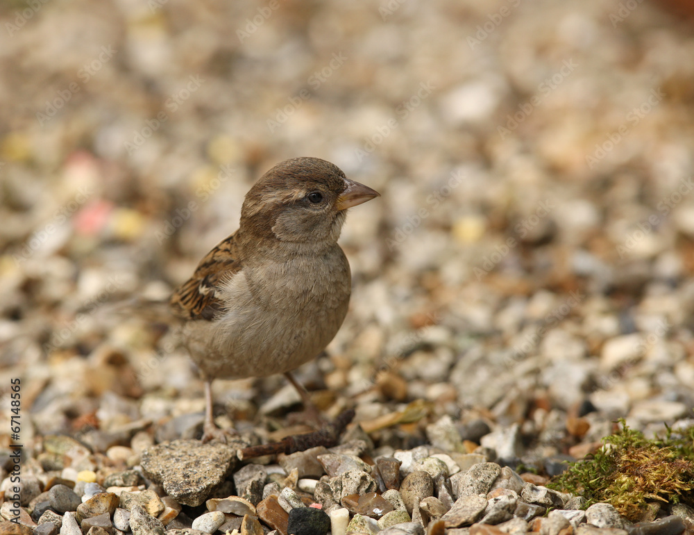Baby Tree Sparrow Baby Tree Sparrow