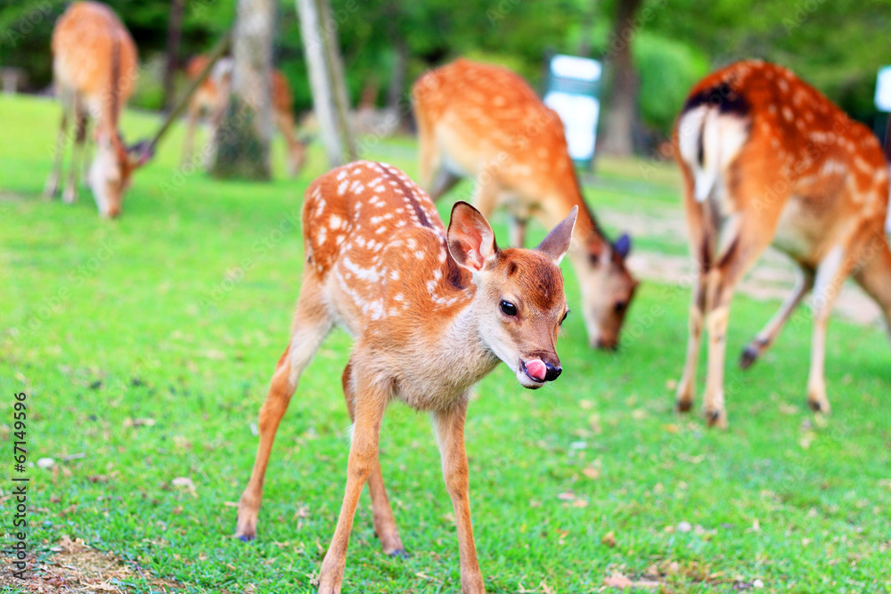 Sika Deer (Cervus nippon) fawn in Japan Sika Deer (Cervus nippon) fawn in Japan