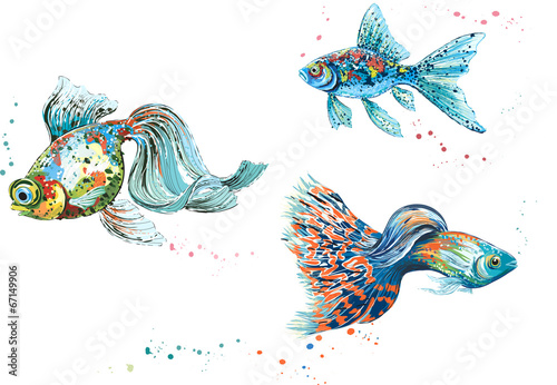 Colorful fish isolated on white background