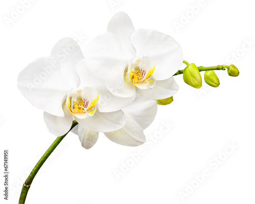 Three day old orchid isolated on white background.