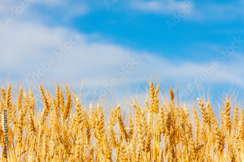 golden oat field against blue sky