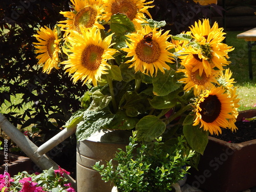 Fototapeta Naklejka Na Ścianę i Meble -  Sonnenblumenstrauß in Zinngießkanne