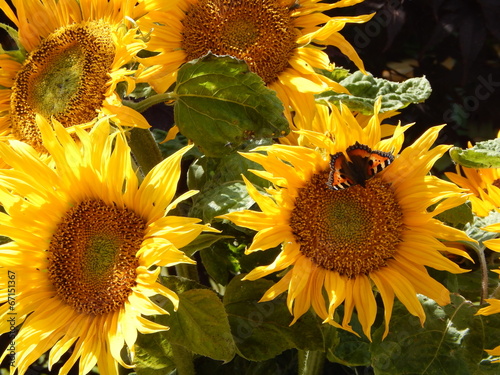 Fototapeta Naklejka Na Ścianę i Meble -  Sonnenblumenstrauß