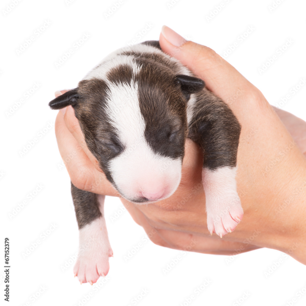 english bull terrier newborn puppy
