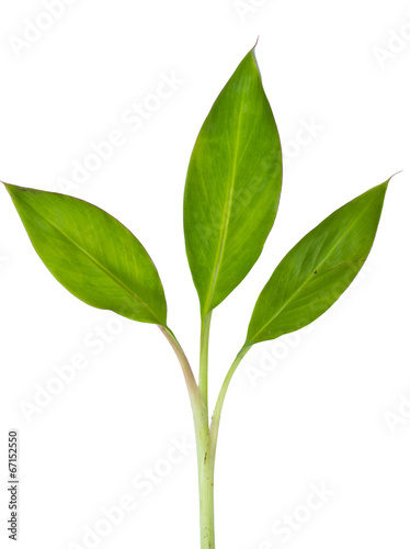 Banana plant on white background