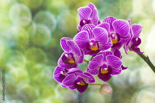 Fototapeta Naklejka Na Ścianę i Meble -  Beautiful pink orchid  - phalaenopsis