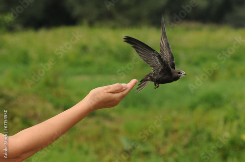 Common swift bird (Apus apus) released into the wild