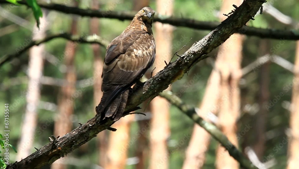 Oriental honey-buzzard (Oriental honey-buzzard) female in Japan Oriental honey-buzzard (Oriental honey-buzzard) female in Japan
