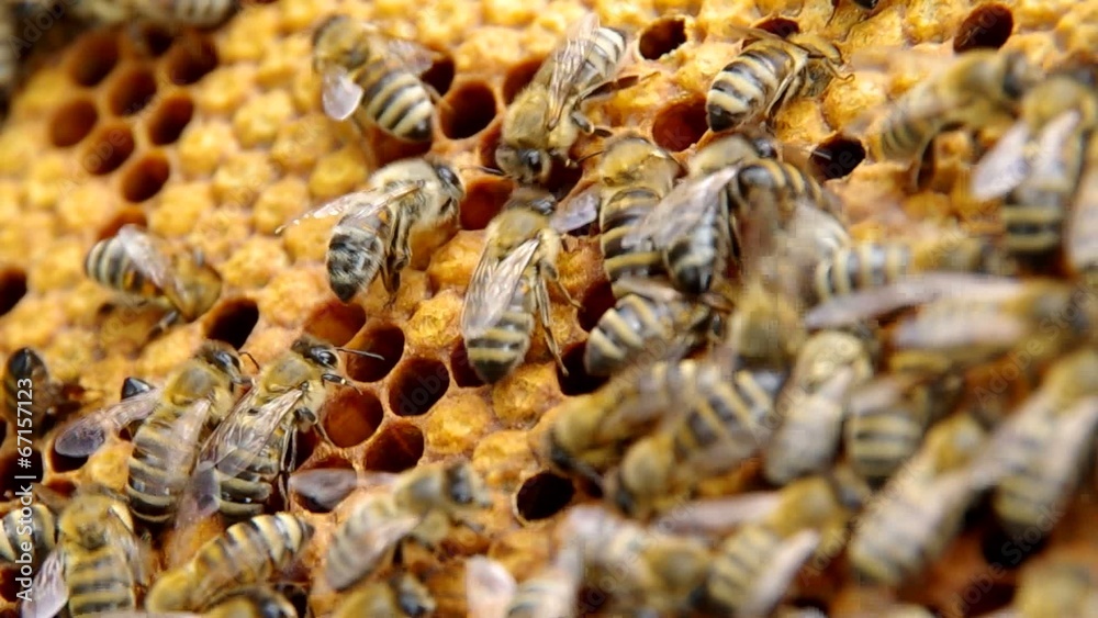 In the center of the image is hatching bees In the center of the image is hatching bees