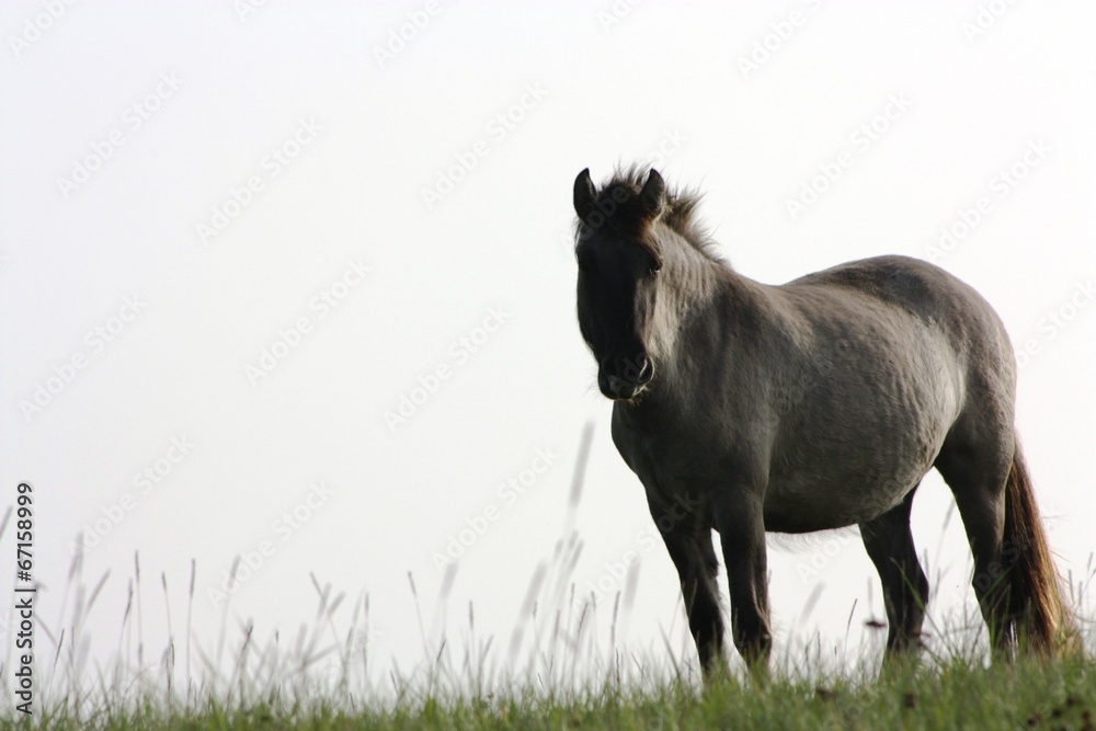 Fototapeta premium cheval