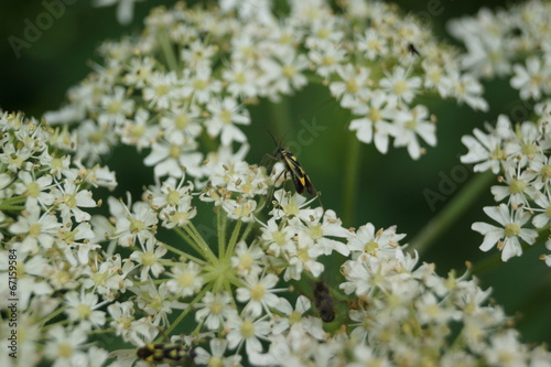 Mirid Bug - Grypocoris stysi © Daniel Mortell