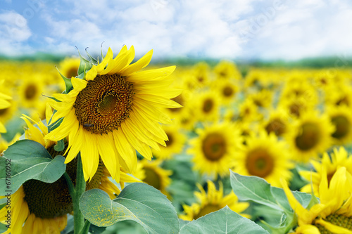 Gardinen Sonnenblumen im Feld - Nikkel-Art.de