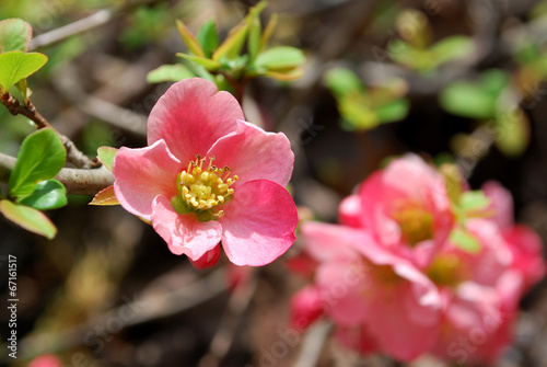 Chaenomeles Pink Flower