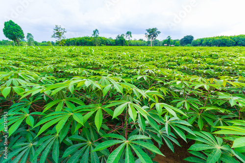 green cassava field