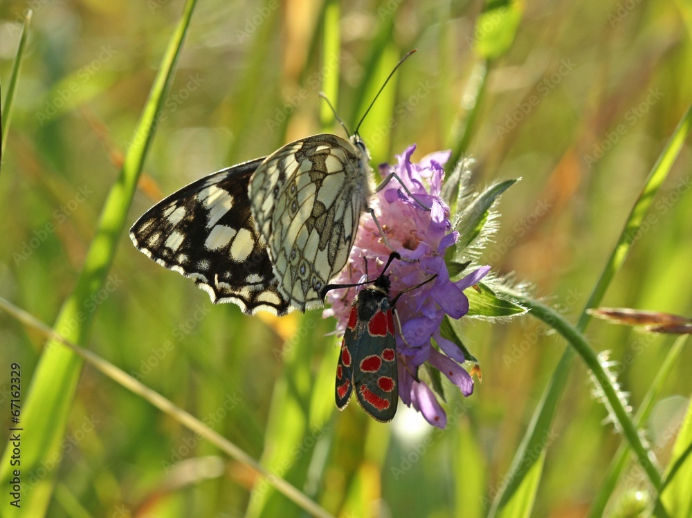 Schachbrett und Esparsettenwidderchen auf Witwenblume Schachbrett und Esparsettenwidderchen auf Witwenblume