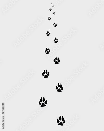 Trail forward of paw prints, vector illustration