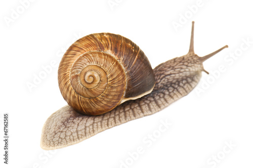 live snail