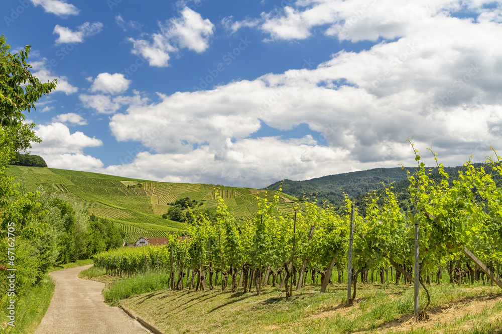 vineyard in Baden-Baden