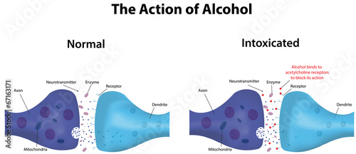 The Action of Alcohol