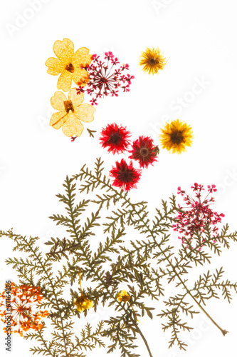 Fototapeta Naklejka Na Ścianę i Meble -  summer flowers
