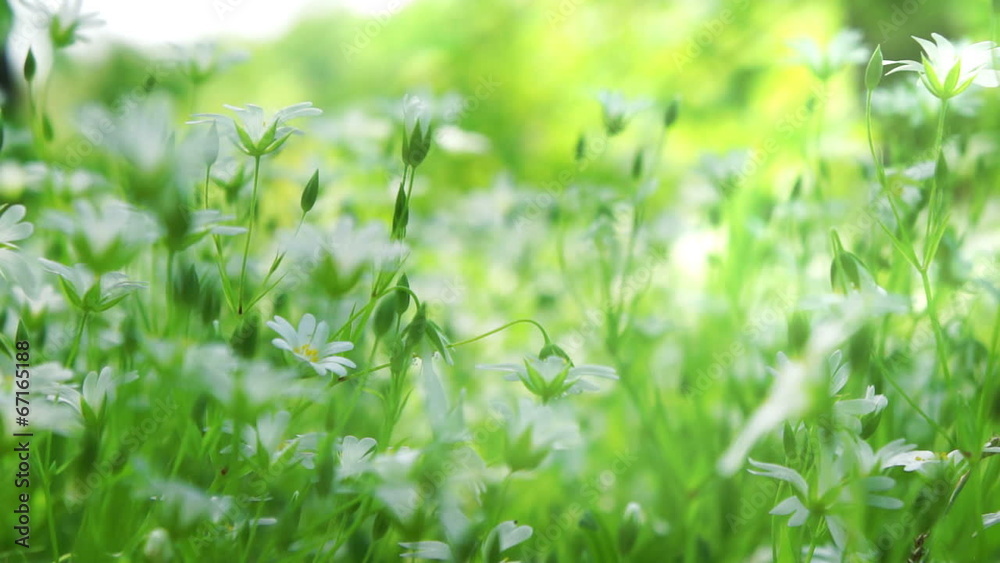 Spring flowers chickweed on a glade in the forest Spring flowers chickweed on a glade in the forest