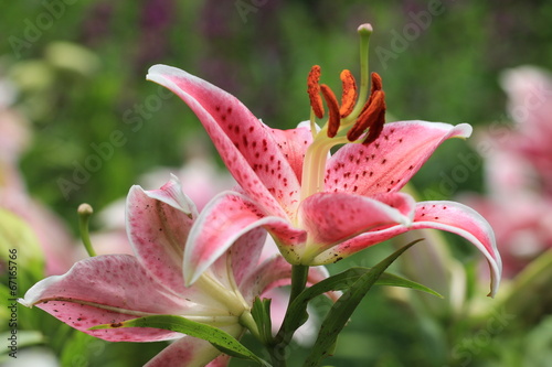 pink flowers Oriental Lily