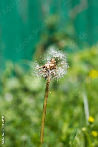 Dandelion