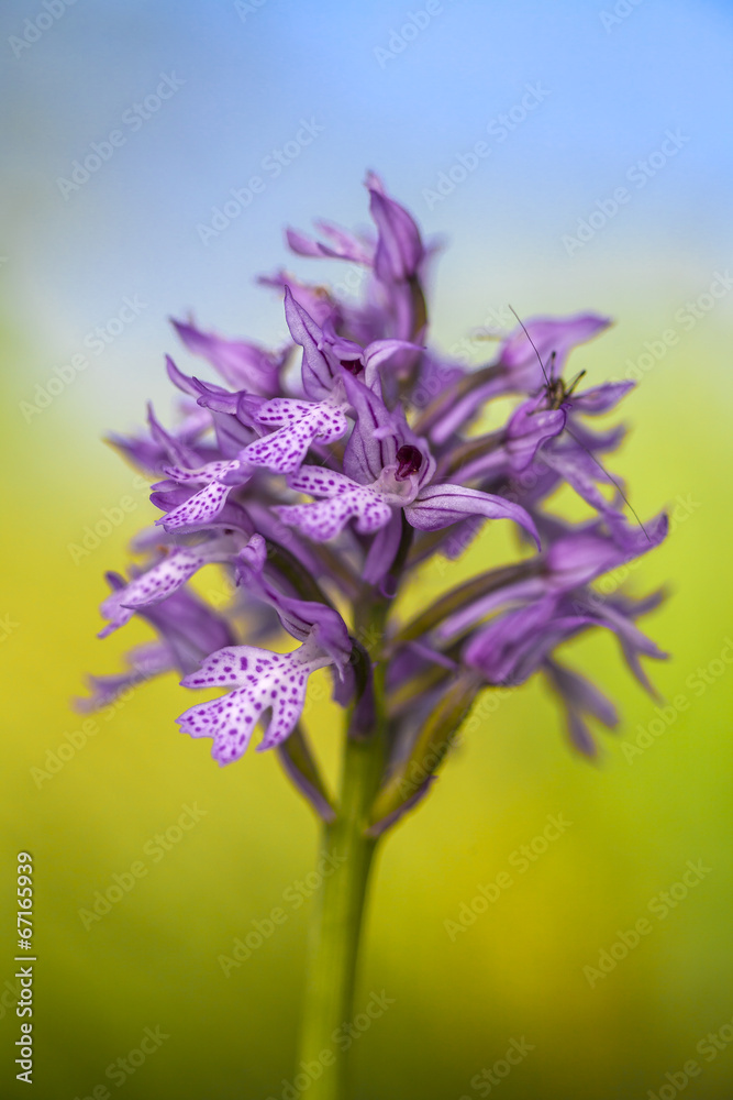 Obraz premium Wild orchid: Neotinea Tridentata