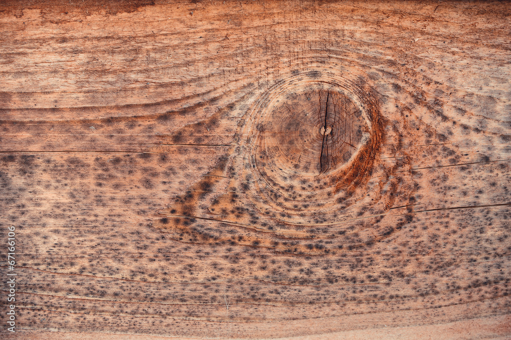 Naklejka premium pine, rotten wood, raw, Wood texture