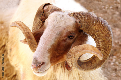 Closeup of a Awassi sheep photo