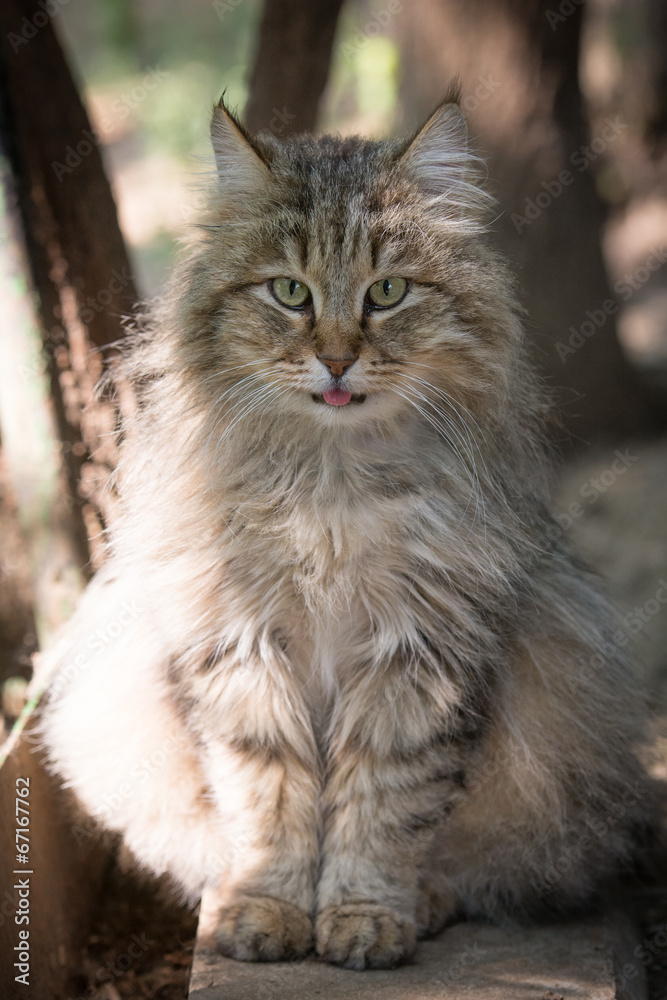 longhaired cat